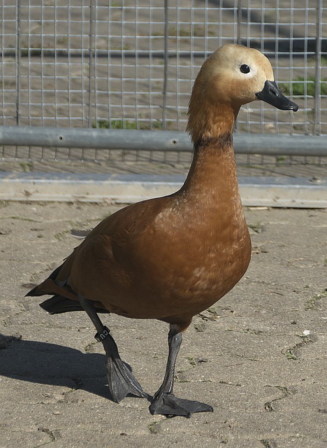 还将在